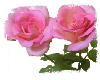 Pink Roses with Boarder