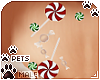 [Pets]Ginga |chest candy