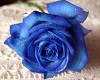Blue Elegance