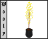Wicker plant yellow