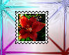 red daylily