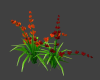 Tropical Org/Red Flowers