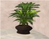 Serenity Draecena Plant
