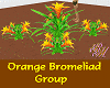 BromeliadsOrngeGrpRM