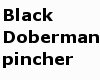 Black Doberman pincher