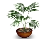 Plant in Wooden Pot