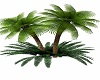 Unpotted Palms