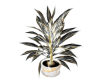 *Gold White Plant
