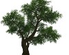 Realistic Tree 3