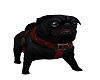 Black pug /red collar