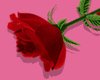 Big Rose | Red