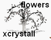 (cry) flowers white