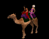 arabian f.des.anim camel