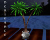 [LH]DER POTTED PALMTREES