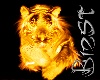 (B) Fire Tiger