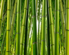 Bambú Mural
