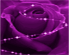 Purple Rose Music Player