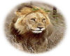 Head shot male lion