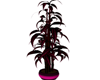 Planta Purpura