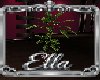 Amour Plant