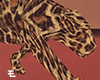 Divas / Leopard Panther
