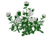 {LS} White Rose bush