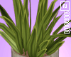 Potted Plant II