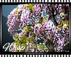 wisteria bonsai