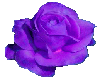 Single purple rose