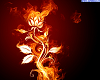 the rose of fire