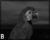 Curse Black Parrot
