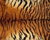 Classy Apt.peau de tigre