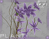 Plant Purple 3a Ⓚ