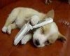 puppy phone