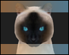 Siamese Cat Avatar