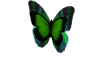 Butterfly Decor Green
