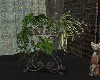 Plants Deco
