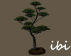 ibi Fusian Pine