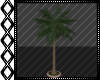 Boho Beach Mini Palm Tre