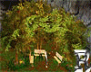 Trees and Chairs