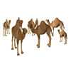 Camels Group