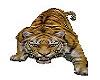 tiger sound&animation
