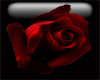"N"red rose