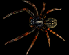 Sticker Spider