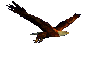 flying eagle tiny