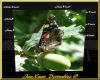 Atalanta butterfly frame