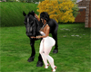 black anim horse