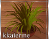 [kk] Island Time Plant2