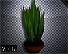 [Yel] Plant potted