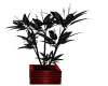 Dark Flower Plant